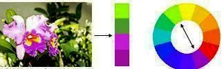 COLOR SCHEME BASED ON COMPLEMENTARY COLORS