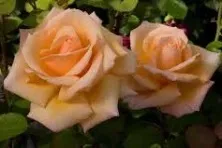 BUSH ROSES