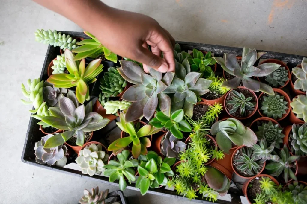 CACTI AND SUCCULENTS ONE