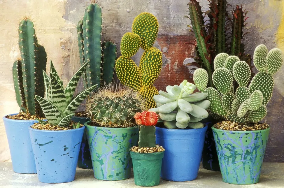 CACTI AND SUCCULENTS