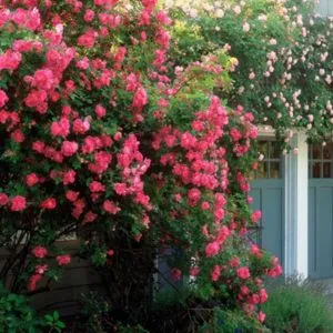 FEATURES OF ENGLISH GARDEN