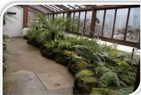 FERN AND FERNERY