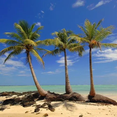 PALMS
