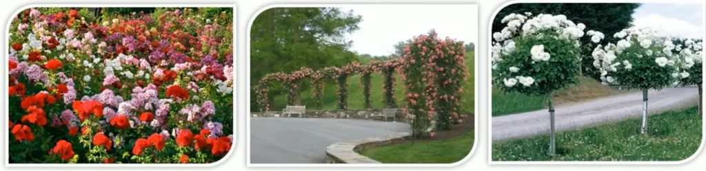 ROSE GARDEN