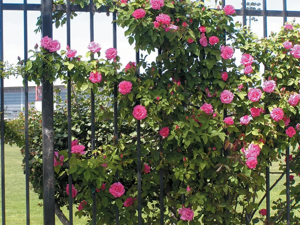 ROSE GARDEN ONE