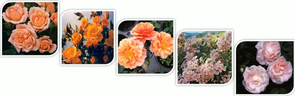 ROSE GARDEN TWO