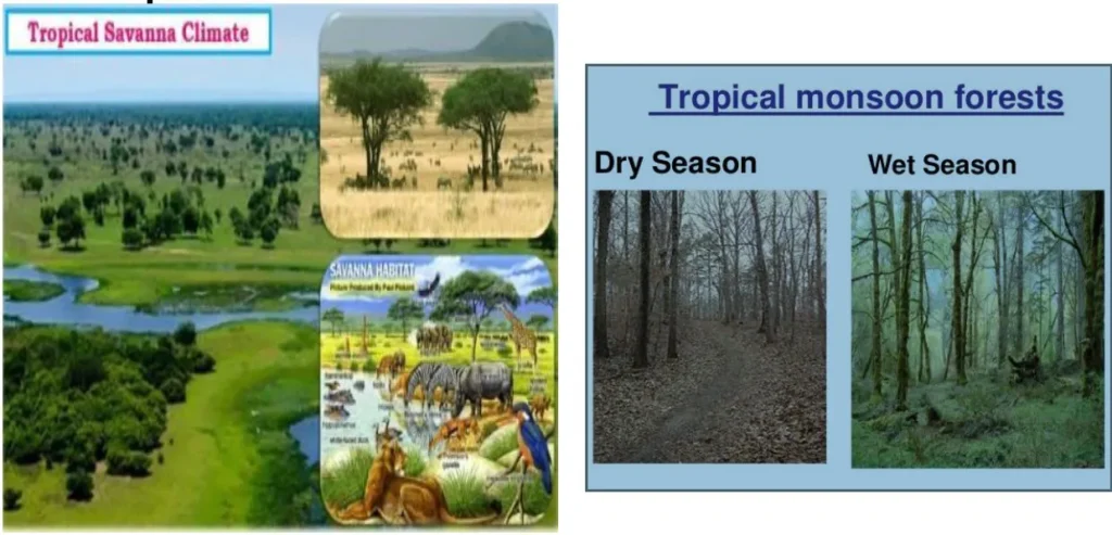 A - TROPICAL CLIMATE TWO