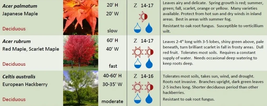 DECIDUOUS TREES ONE