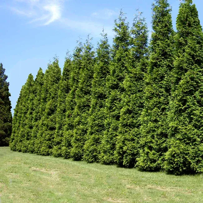 EVERGREEN TREE