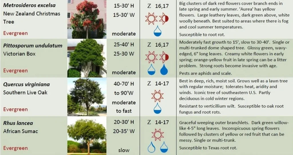 EVERGREEN TREES ONE