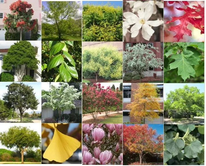 VEGETATION IN LANDSCAPE