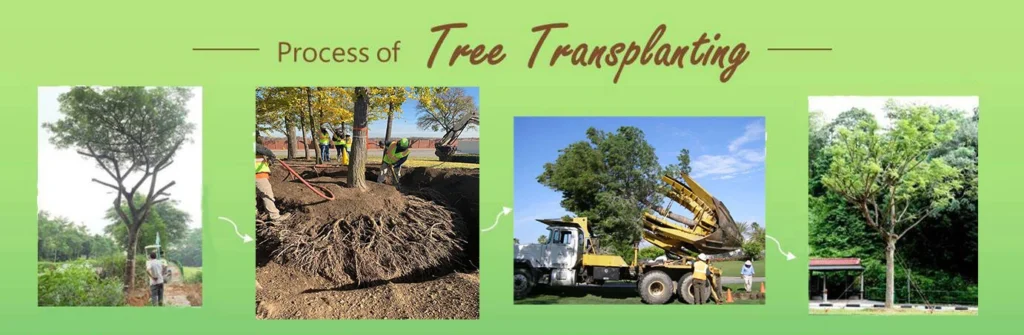 TREE TRANSPLANTING PROCESS