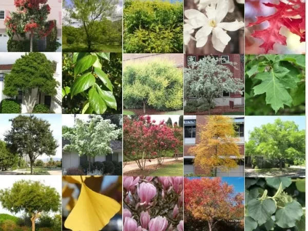 VEGETATION IN LANDSCAPE